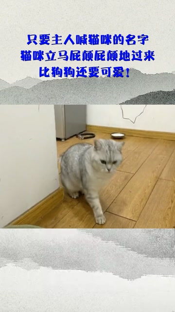 主人怎么称呼宠物猫的猫