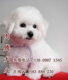 宠物狗洗澡比熊怎么洗的