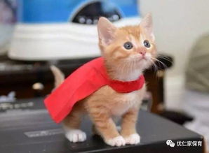 怎么养宝宝宠物猫呢