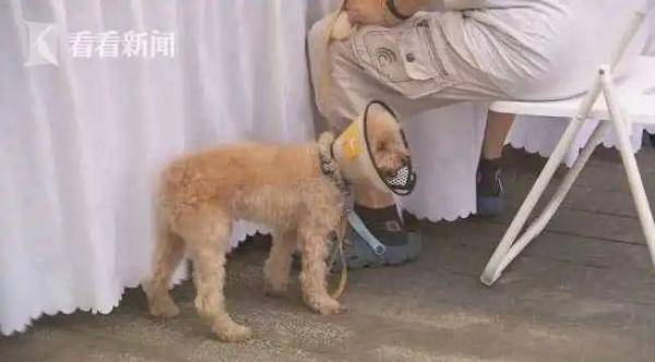 街边遗弃宠物狗怎么办啊
