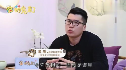 宠物狗一直咬人怎么办啊