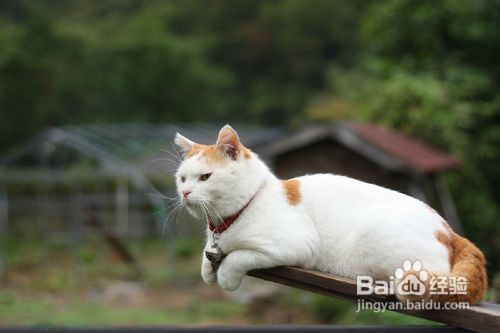 出国怎么带宠物猫去