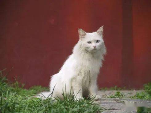 流浪的宠物猫怎么养活
