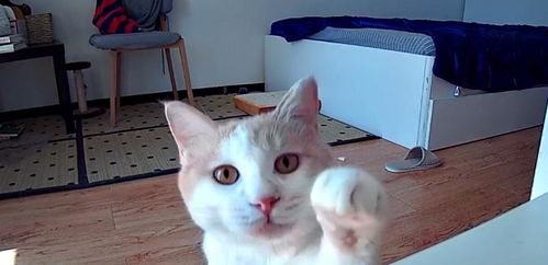 老家宠物猫怎么养