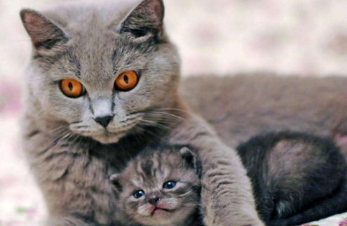 宠物猫怎么生孩子