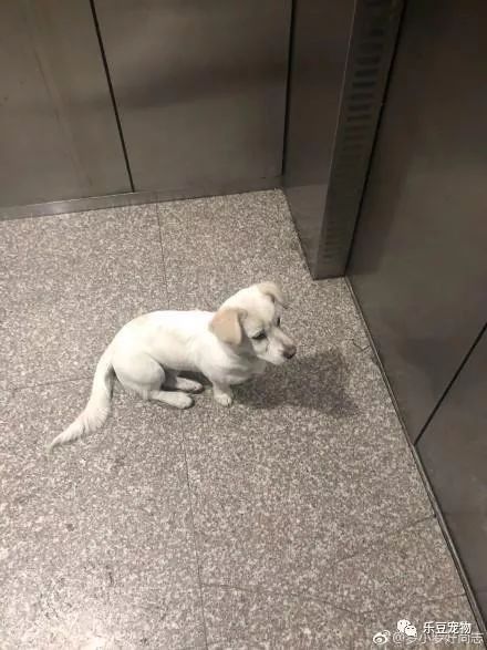 捡的流浪宠物狗怎么办