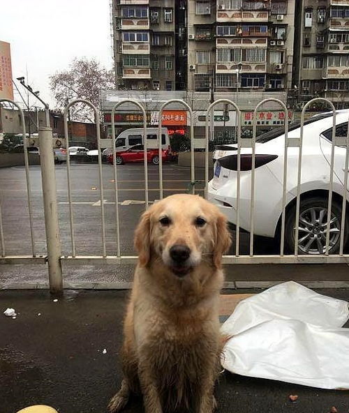 丢弃宠物狗会怎么样呢