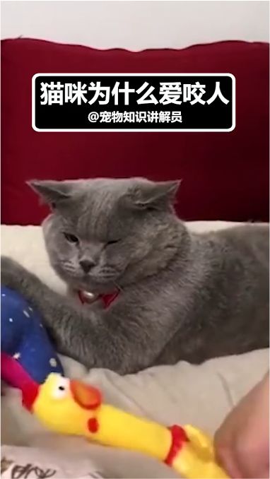 宠物猫爱咬人怎么回事儿