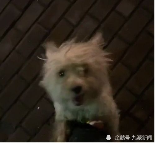 宠物狗出现幻觉怎么办呢