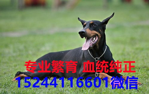 大种犬多少钱一只