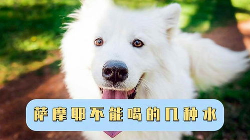 萨摩幼犬喝多少水
