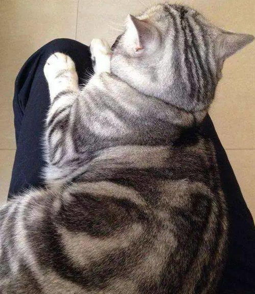 宠物猫不敢打小孩怎么办