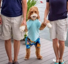 宠物狗穿衣服鞋子怎么办