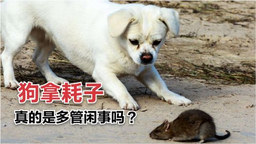 宠物狗对付老鼠怎么办呢