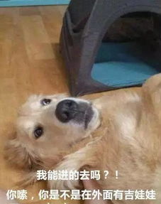 宠物狗不捡屎怎么处理好