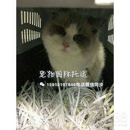 国内怎么托运宠物猫回国