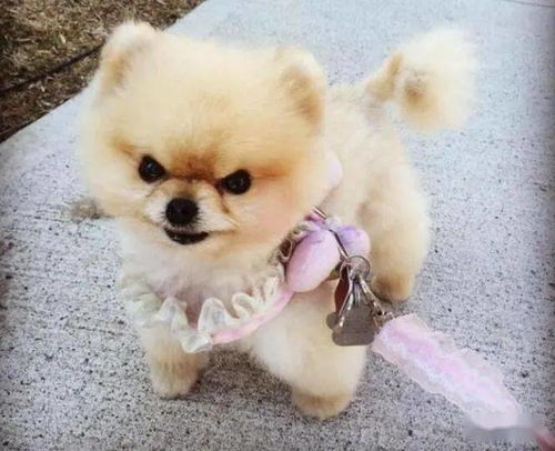 宠物狗幼崽磨牙怎么办啊