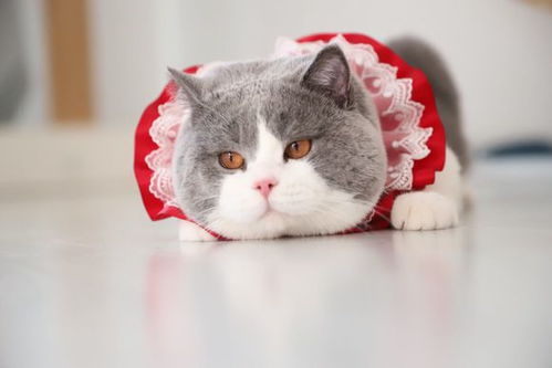 土猫与宠物狗打架怎么办
