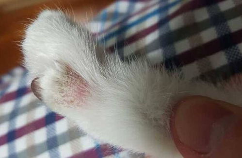 宠物猫长藓怎么