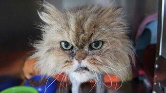 怎么把宠物猫带去德国