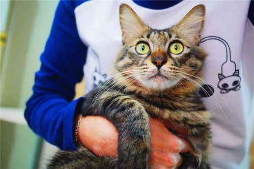 宠物猫怎么识别