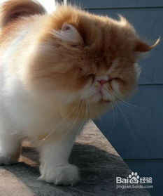 冬季宠物猫房子怎么布置