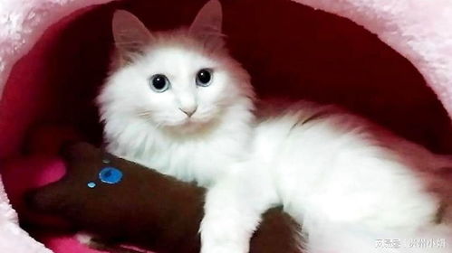 宠物猫怎么会死掉