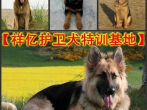 宠物狗怎么到国内养殖场