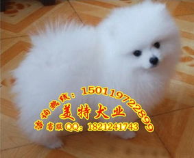 小的宠物狗博美怎么养
