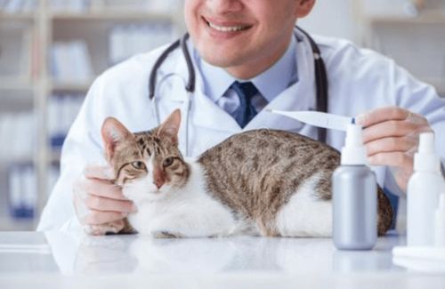 给猫检查传腹多少钱