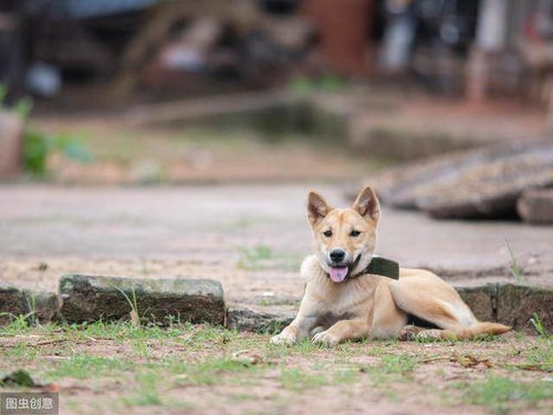 宠物狗田园犬怎么养的好