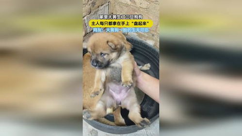 家里的宠物狗生小狗怎么办