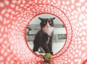 宠物猫动漫名字怎么取