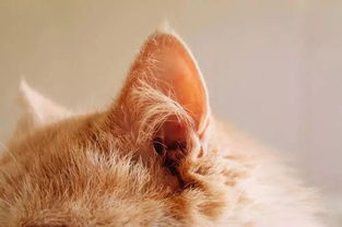 宠物猫耳朵毛怎么清理