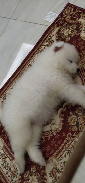 想买一只小宠物狗怎么买