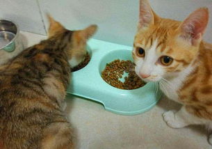 宠物猫怎么选猫粮吃