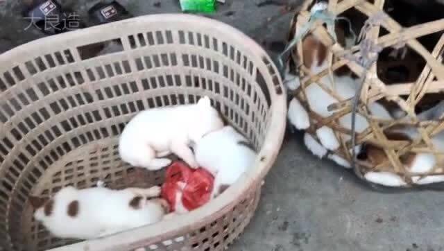 买回去的宠物狗怎么养活