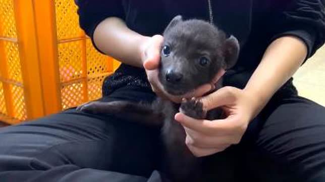外出带宠物狗怎么带回家