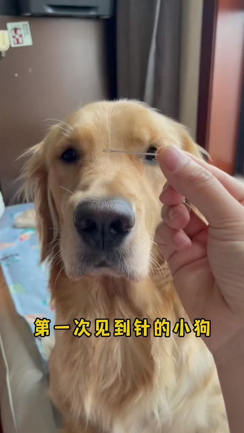 宠物狗专用针梳怎么用的