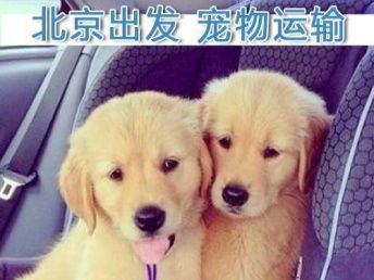 北京怎么样把宠物狗托运