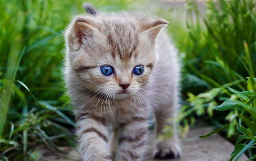 外地卖猫怎么运送宠物猫