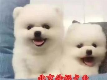 同城配送小宠物狗怎么样