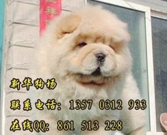 小宠物狗松狮怎么养的