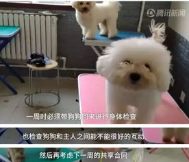 突然不想养宠物狗怎么办