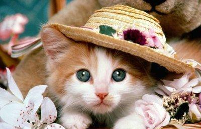 宠物猫怎么防寒