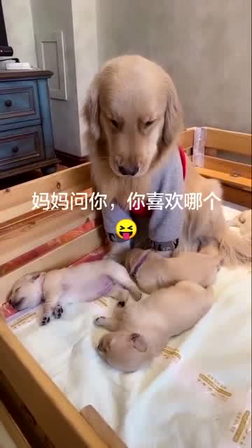 儿子好喜欢宠物狗怎么办