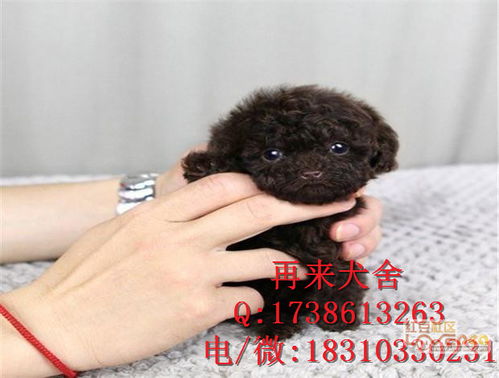 泰迪狂犬疫苗多少钱