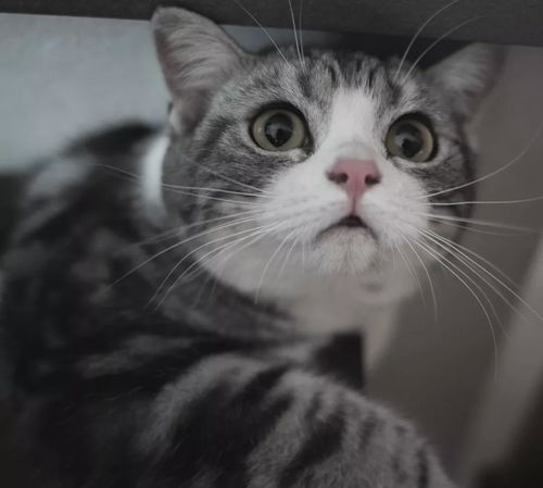宠物猫动作怎么拍照好看