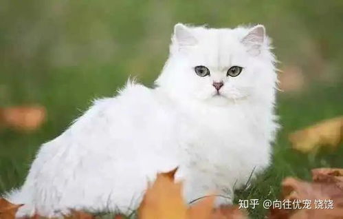 英国长毛猫多少钱一只