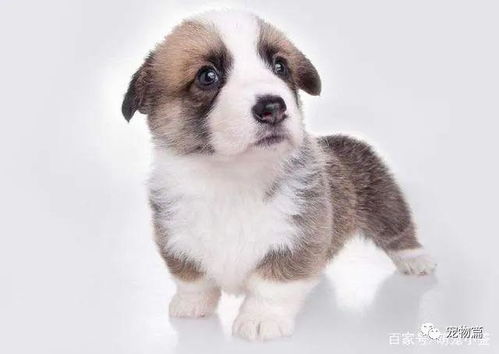 宠物狗幼崽怎么洗脸的呢